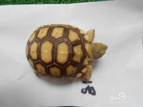 寝室养什么宠物好，寝室要宠物要注意什么。