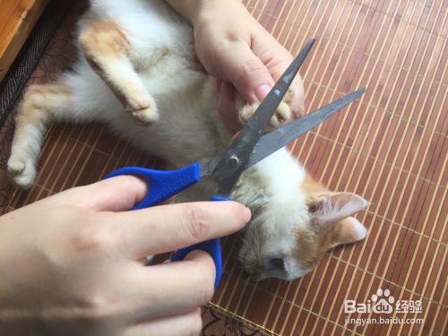 被猫咪抓伤了怎么办