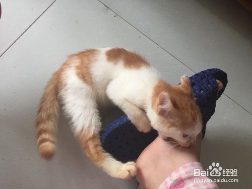 被猫咪抓伤了怎么办