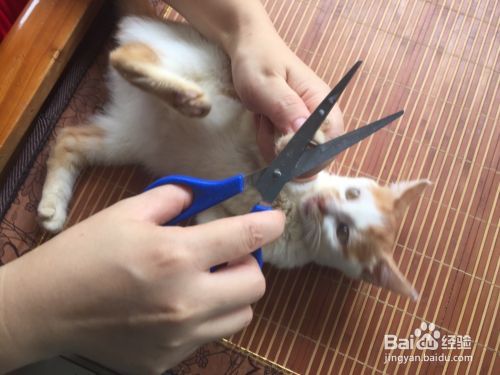被猫咪抓伤了怎么办