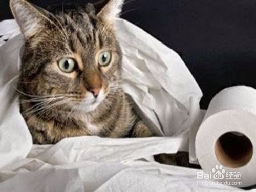 猫厕所如何选择如何摆放？