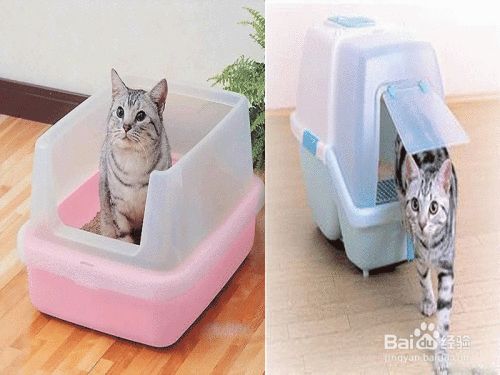 猫厕所如何选择如何摆放？