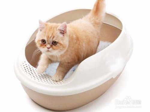 猫厕所如何选择如何摆放？