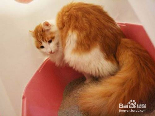 猫厕所如何选择如何摆放？