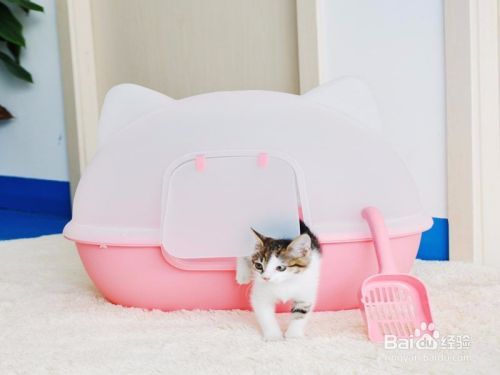 猫厕所如何选择如何摆放？