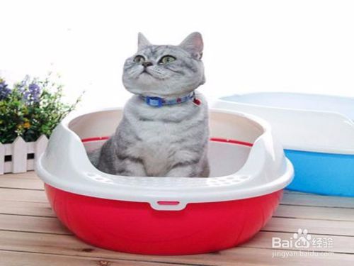 猫厕所如何选择如何摆放？