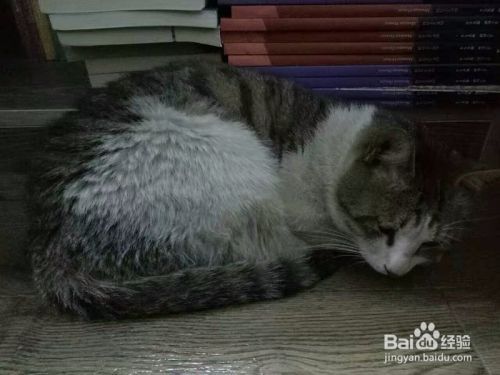 猫厕所如何选择如何摆放？