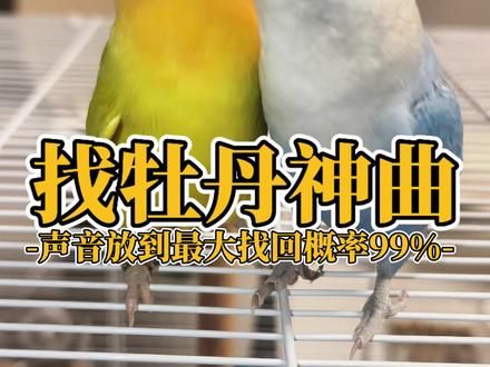 如果你的牡丹鹦鹉飞丢了，别慌，第一时间就把这个声音放到最大，它听到就会立马飞过来。不信你试试！#养鸟经验分享 #萌宠出道计划 #鹦鹉飞走了怎么找回 #牡丹鹦鹉 #新手养鸟