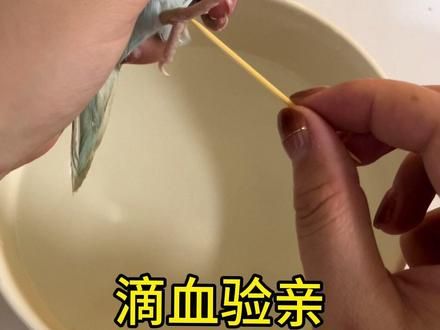 你们都说跳跳不是我亲自生的，现在看还说什么#牡丹鹦鹉 #鸟宝宝