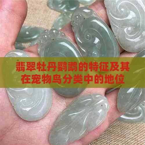 翡翠牡丹鹦鹉的特征及其在宠物鸟分类中的地位
