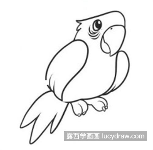 可爱简单的鹦鹉简笔画怎么画 简单好看的鹦鹉简笔画教程带步骤图