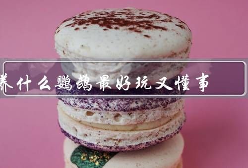 养什么鹦鹉最好玩又懂事