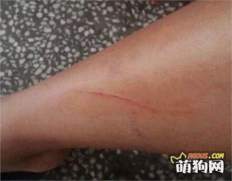 断血线是什么意思？怎么给狗狗剪指甲？宠物剪指甲教程！