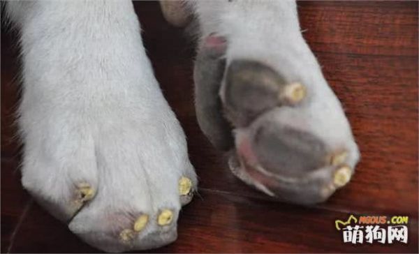 断血线是什么意思？怎么给狗狗剪指甲？宠物剪指甲教程！