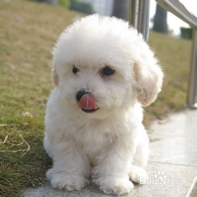 为宠物狗修剪趾甲狗狗更健康