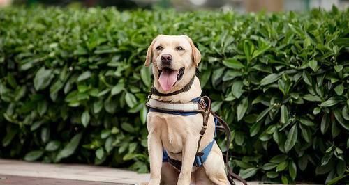 如何进行幼犬家庭训练（从入门到精通，建立宠物与主人的良好关系）