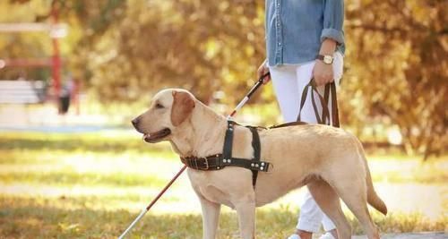 如何进行幼犬家庭训练（从入门到精通，建立宠物与主人的良好关系）