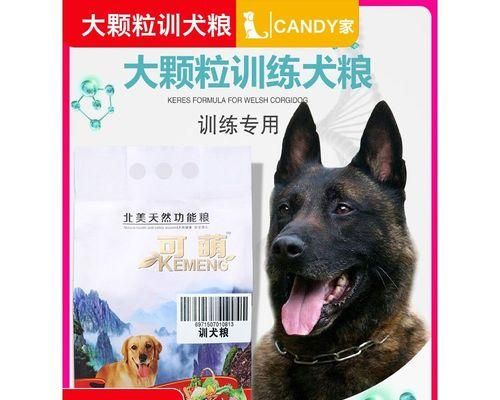 如何进行幼犬家庭训练（从入门到精通，建立宠物与主人的良好关系）