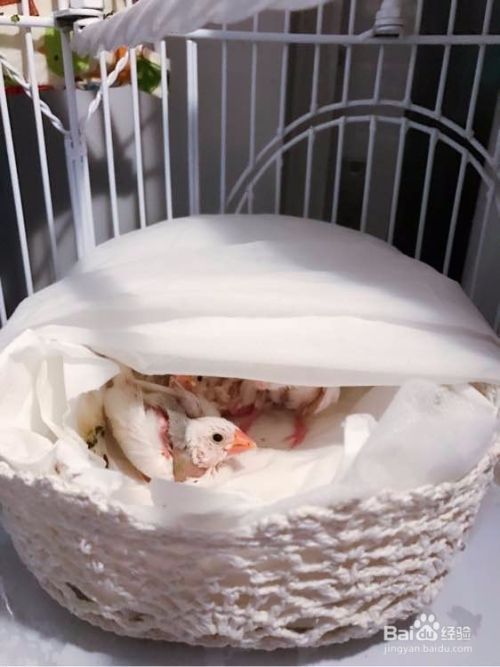 白文幼鸟出窝后如何饲养