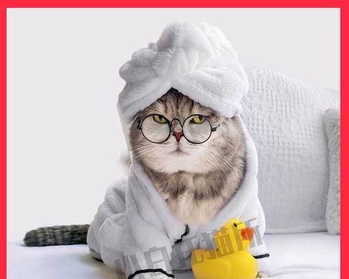 猫咪夏季剃毛，必要吗（探讨宠物剃毛的利弊）