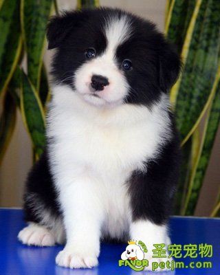 边境牧羊犬