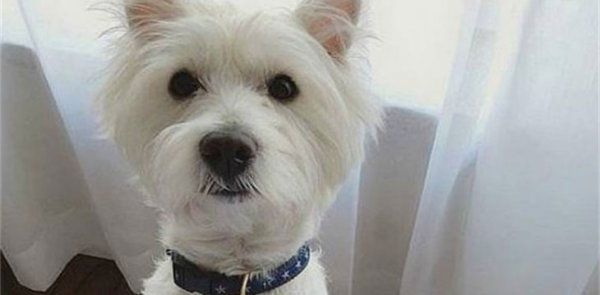 西高地白梗好还是北京犬好