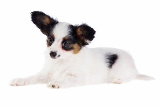 西高地犬为什么不建议养(西高地犬聪明吗)