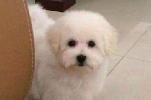 西高地犬掉毛吗(西高地犬价格)
