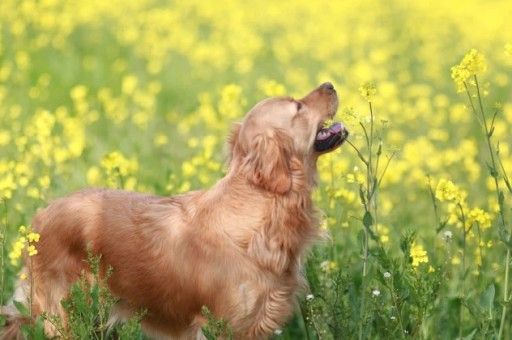 西高地犬能长多大(西高地犬的寿命排名)