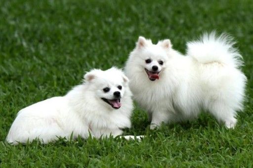 西高地犬多少钱一只纯种(西高地属于什么犬种)