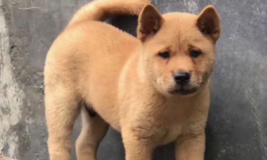 中华田园犬怀孕几个月生？这篇文章告诉你