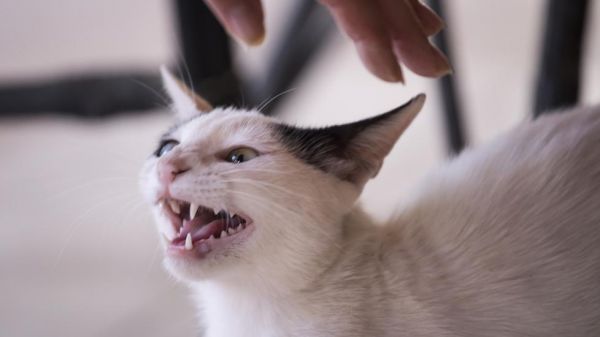 图片[1]-猫的恐惧攻击行为-是宠网