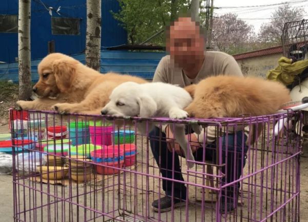 挑选篇:买狗有5不,你清楚吗?