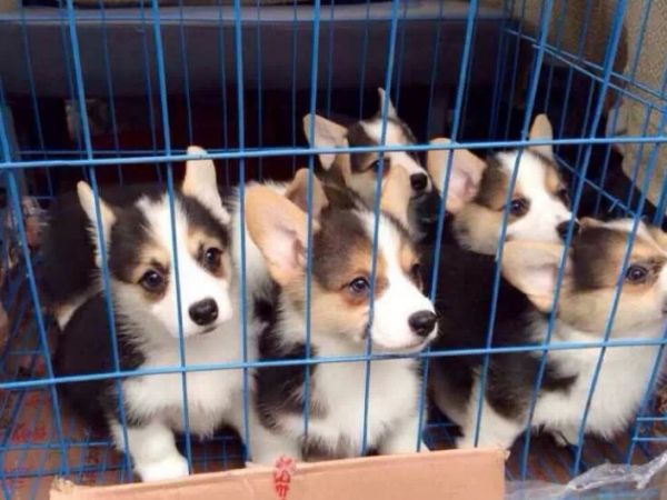 挑选篇:买狗有5不,你清楚吗?