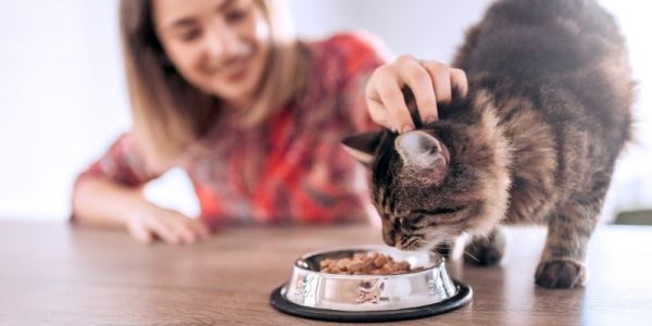 图片[1]-猫对哪些食物过敏？猫过敏的迹象和症状是什么？-是宠网