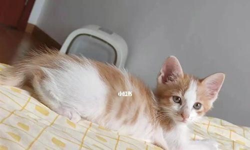 猫咪陪伴时间（每天陪猫咪多久合适）