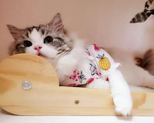 老年人与宠物猫的情感纽带（探秘猫咪如何陪伴老人度晚年）