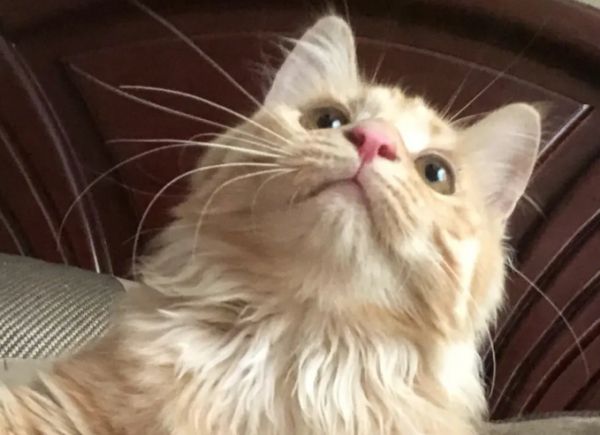 长毛橘猫是怎么来的？看完，你就知道了