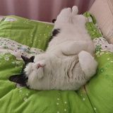 大橙子