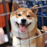 冮湖骗子