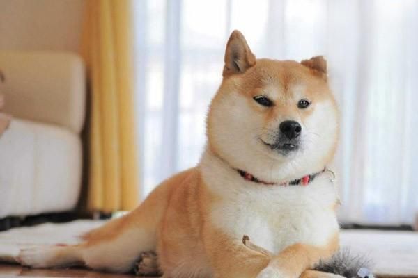狗狗的胃肠炎的症状与治疗方法