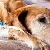 狗狗肾衰竭临死前的症状有哪些