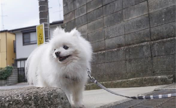 狗狗的八大疾病,竟然与人类如此相似