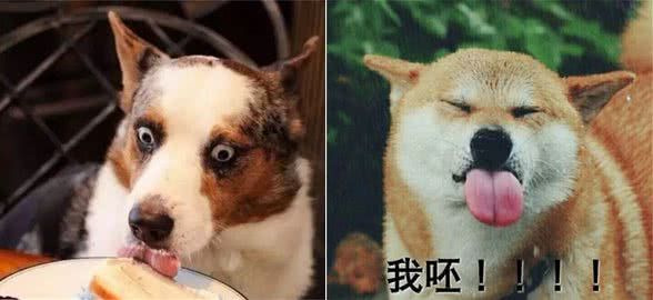 (新手必备知识)狗狗可以吃哪些水果