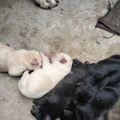 狗仔