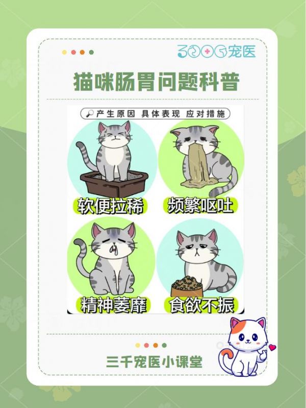 猫咪肠胃问题｜科普新手速看 猫咪肠胃问题很令铲屎官头疼，如何调养猫咪肠胃以及应对措施，今天就来详细讲解一下! #猫咪肠胃 #猫咪日常 #养猫科普 #新手养猫 #猫咪肠胃炎