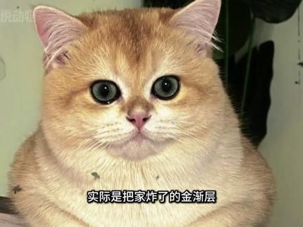 金渐层：全网最牛的猫咪！凭一己之力把家给炸了 #金渐层 #金钩钓 #猫咪 #动物 #动物的迷惑行为