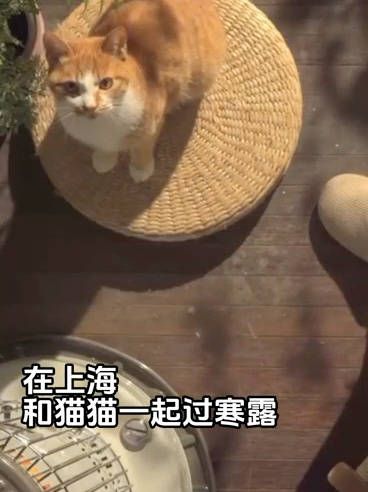 上海是全国宠物友好城市，也拥有庞大的萌宠圈人群……