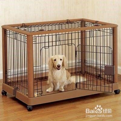 怎样训练狗狗不进屋
