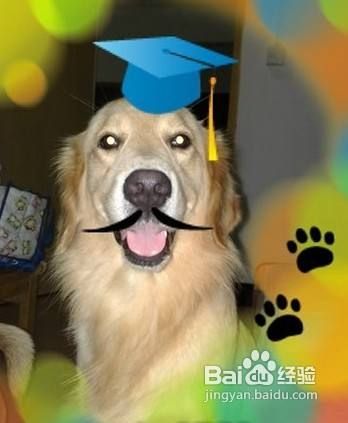 什么狗狗最聪明